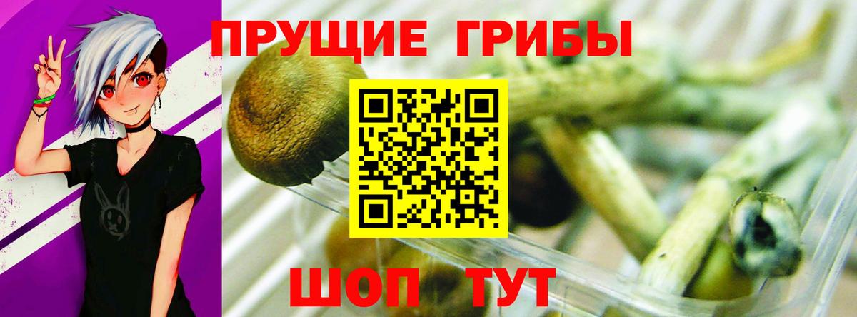 Сергиев Посад  Галлюциногенные грибы Psilocybine cubensis  Вход с VPN 
